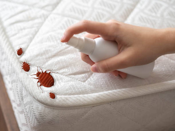 Trusted Bayfield, CO Pest Control Experts